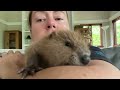 Tulip and Petunia, beaver rescue info and cuteness!