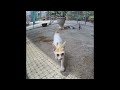 😅😘 Funniest Dogs and Cats 😹🐱 Funny And Cute Animal Videos 2024 #14