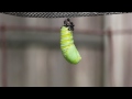 Monarch Caterpillar Changes to a Chrysalis