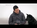 Don't raise Jindo Dogs outside. | Dog Encyclopedia ep. Jindo Dogs