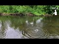 Fly Fishing for Wild Brown Trout using the Mayfly, IN MAY!!