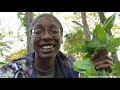 Growing Longevity Spinach | Gardening in the Shade