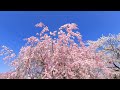 さくら 桜 Sakura　羊山公園〔埼玉県秩父市〕Japanese Cherry Blossoms