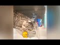 IMPOSSIBLE TRY NOT TO LAUGH 😅😍 Funny Animal Videos 🐈😸