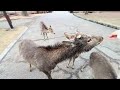 Visiting Deer Park in Japan🦌 | Nara Park | ASMR