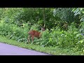 Two Deer on the Bike Path