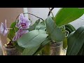 Мои орхидеи в конце марта/Зацвела Фронтера/My blooming orchids are at the end of March