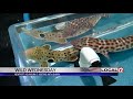 Wild Wednesday: Newport Aquarium's mobile shark tank