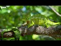 A Chameleons' Race Against Time | Earth's Tropical Islands | BBC Earth