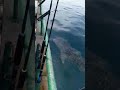 Whale shark asking anglers for help