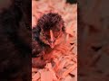 Baby Chick Hatch