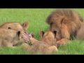 Dax and Kristen do Africa (music video)
