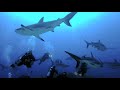 Roatan Honduras - Anthony's Key Resort  - Scuba Diving, Dolphins, & Sharks