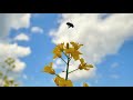Beautiful Relaxing Music Stress Relief Soothing Music With Animal Video, Calm The Mind, Deep Sleep 2