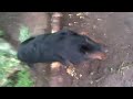 Rottweiler Log Hillclimb