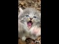 Cute Angry Kitten 😸 (NOT MY VIDEO)