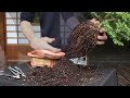 How to make a Bonsai tree