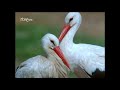 El hombre y la tierra: Chapter 27 - The Storks I | RTVE Archivo