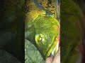 Big Peacock bass VS. Short Pole - Full Vid