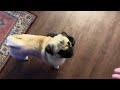 Pug Entertainment - Favorite Pug Games