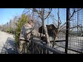 УНИКАЛЬНО   !!! ТРЕХ МЕДВЕЖАТ  и маму медведицу  пересаживают в большой вольер.Тайган .Крым