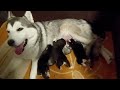 Husky Naomi and hers puppies on 7 days old
