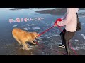 【衝撃映像】大好きな海で愛犬がはしゃぎ過ぎた結果、事態が一変しました...