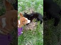 @Salemslott3661 Gracie 🌺& Salem Furry Pals Playing