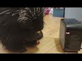 How to Blow Dry a Wet Porcupine