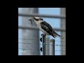 Laughing Kookaburra having a snack.