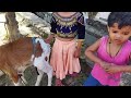 #video मेरी प्यारी प्यारी छोटी सी गईया  #pradhi #gaiya #viral epishod #indian gaiya