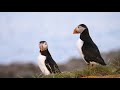 Puffins! Fun Puffin Facts for Kids