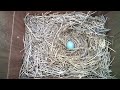 American Bluebird builds nest masterpiece