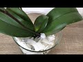 Unbelievable! Use This Instead of Orchid Soil Let Rootless Orchids And Their Leaves Come To Life