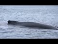 Antarctica 2022 Humpback Whale Spy Hop w/Sound