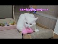 코코 미모가 되는 날 ~ #beautiful #coco  #cute   #happylife #whitecat #똑똑한 #예쁜 #귀여운