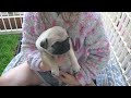 Lola's Winston Wk4 May 2022 @SweetiePiePugs