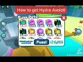 How to Obtain Hydra Axolotl