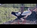 Egy tojás már van a fészekben - Röszke - Fehér gólyák