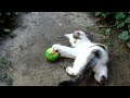 Funny Kitten Football:  Ladies First!