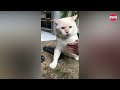 Gamau Diajak Kenalan, Sebelum Dikasih Jajan! Ekspresi Lucu Kucing Ini Bikin Netizen Gemes!