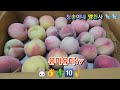 뜻밖의선물 #꽃사랑혜선tv#몸값비싼 #복숭아🍑🍑