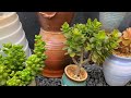 Succulent Plant Growing Tips & Trick #succulent #shorts #garden