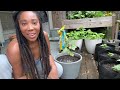 Growing Okra In A Backyard🙌🏾👩🏾‍🌾🌿Let's Experiment😃!#okra