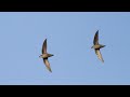 Chimney Swift Roosting! The AMAZING Bird Spectacle You Have to See to Believe