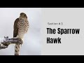 The Sparrow Hawk | Section 3 of Birds of the air