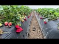 Beautiful strawberries 🍓 Oxnard California