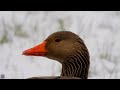 Greylag goose,Grågås,Серый гусь,L'oie cendrée,Grauwe gans,Graugans,Ánsar común,Oca selvatica,Boz kaz