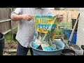 How to Grow Peppers from Seed to Planting || Black Gumbo