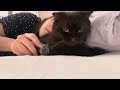 Sunday chill with Lulu #asmr